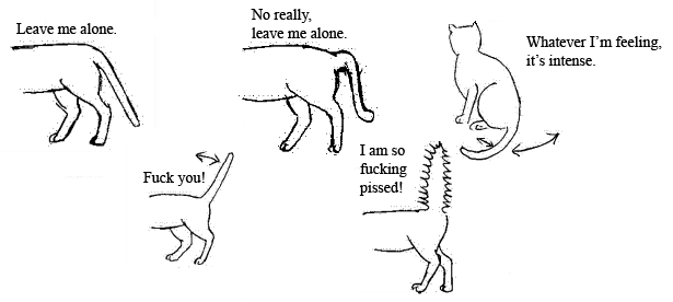 Pissed-off looking cat tails